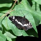 Kleiner Eisvogel (Limenitis camilla)