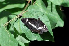 Kleiner Eisvogel (Limenitis camilla)