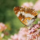 Kleiner Eisvogel ( Limenitis camilla )