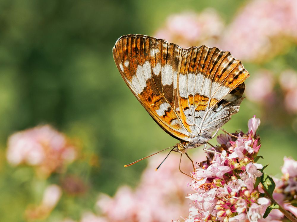 Kleiner Eisvogel ( Limenitis camilla )