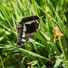 Kleiner Eisvogel (Limenitis camilla)