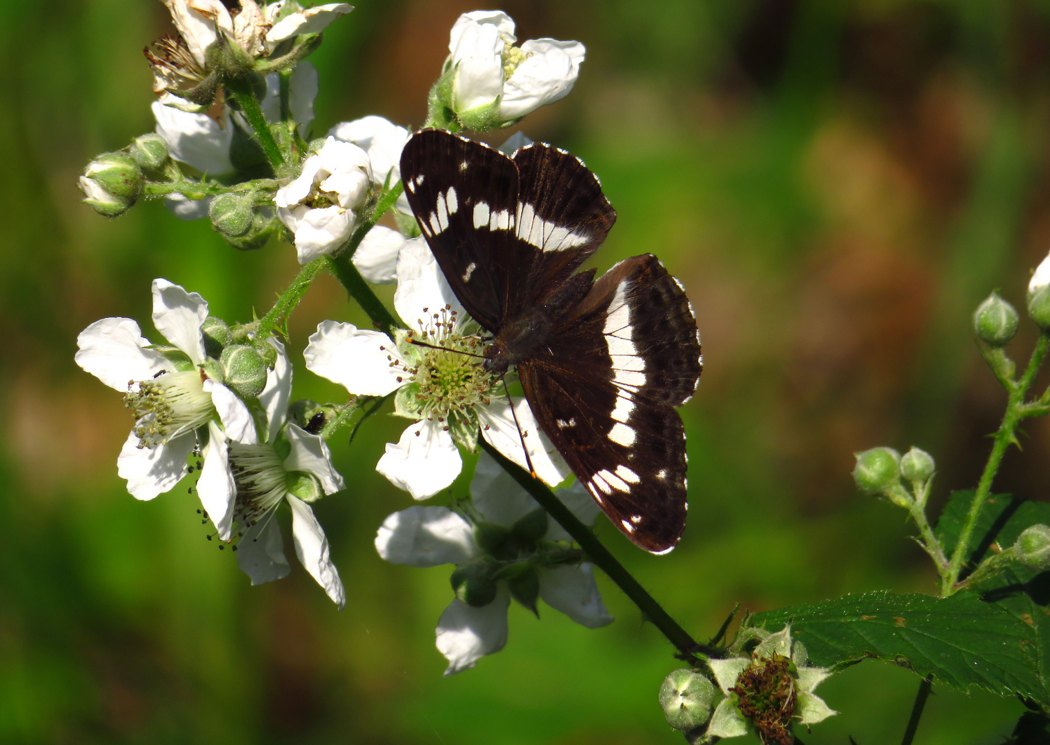 Kleiner Eisvogel, Limenitis camilla, an Brombeerblüten