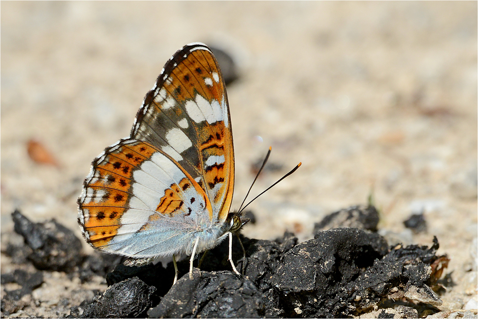 Kleiner Eisvogel (Limenitis camilla)