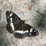 Kleiner Eisvogel (Limenitis camilla)