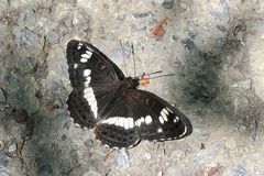 Kleiner Eisvogel (Limenitis camilla)