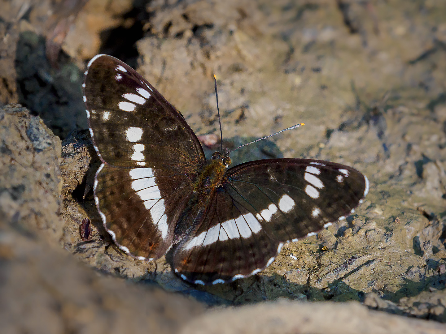 Kleiner Eisvogel ( Limenitis camilla )