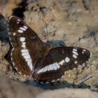 Kleiner Eisvogel ( Limenitis camilla )