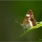 kleiner eisvogel (limenitis camilla) ....