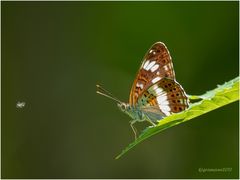 kleiner eisvogel (limenitis camilla) ....