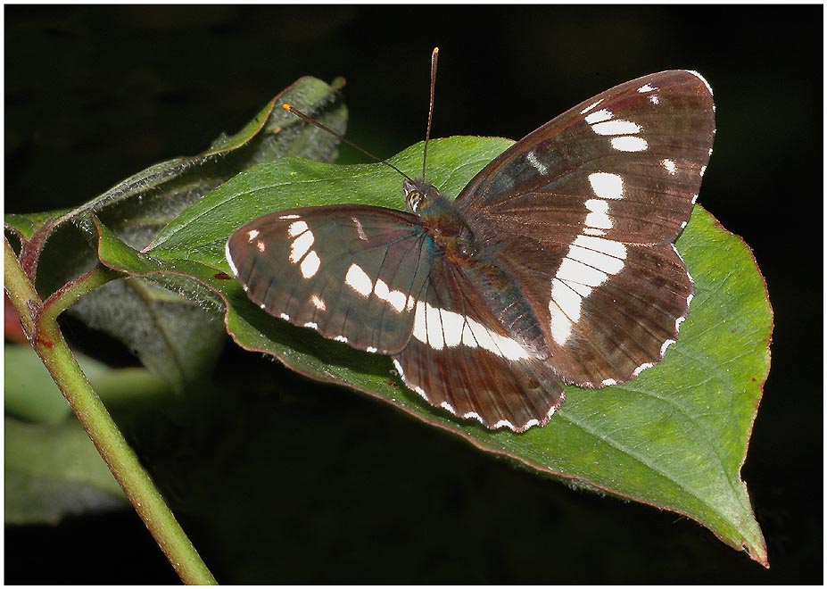 Kleiner Eisvogel - Limenitis camilla