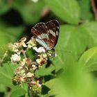 Kleiner Eisvogel (Limenitis camilla) 