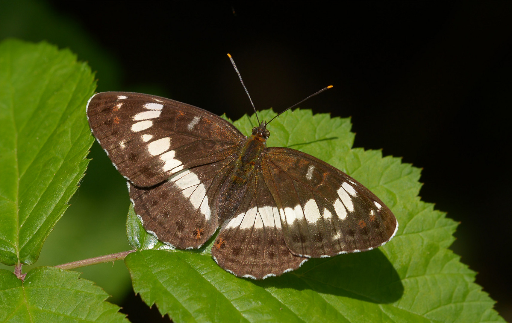 Kleiner Eisvogel (Limenitis camilla)