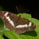 Kleiner Eisvogel (Limenitis camilla)