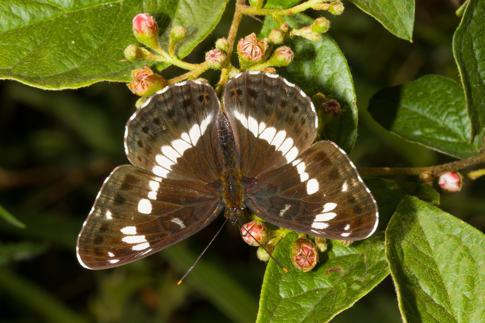 Kleiner Eisvogel (Limenitis camilla)