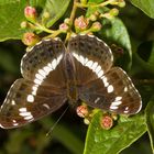 Kleiner Eisvogel (Limenitis camilla)