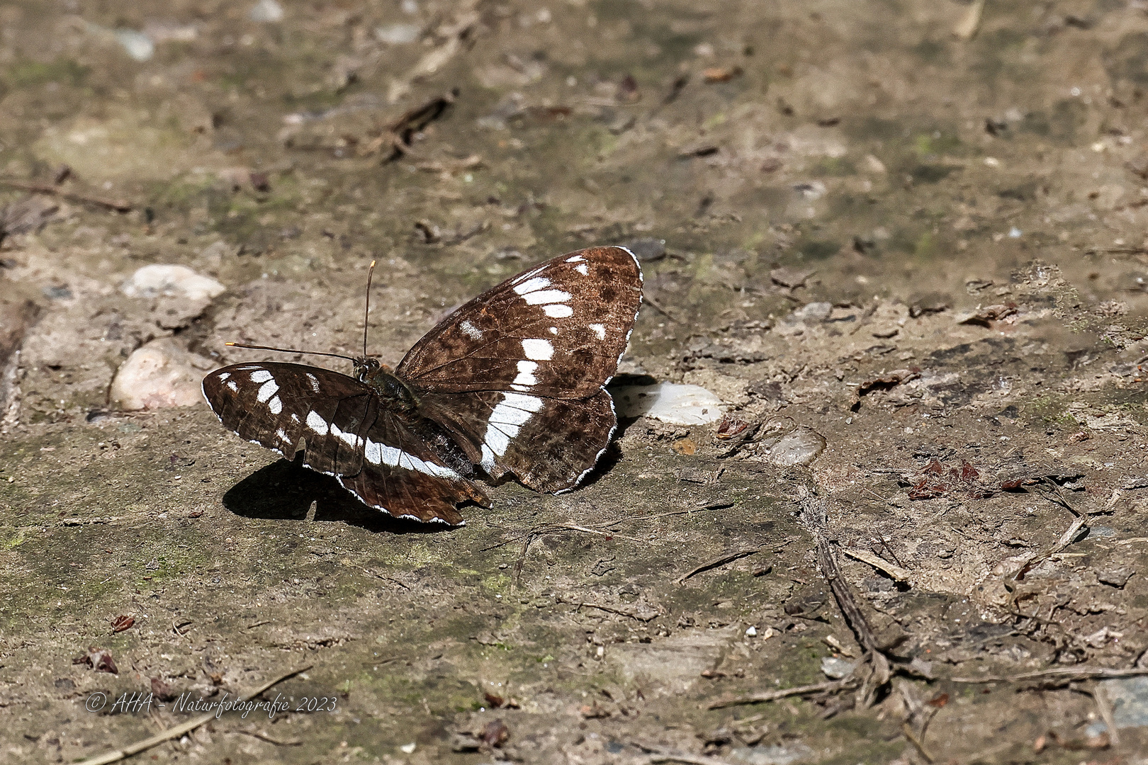 Kleiner Eisvogel (Limenitis camilla) 