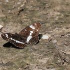 Kleiner Eisvogel (Limenitis camilla) 