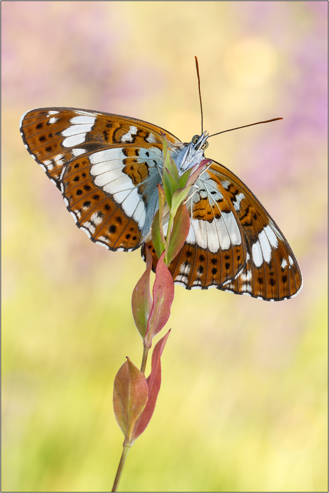 Kleiner Eisvogel (Limenitis camilla)