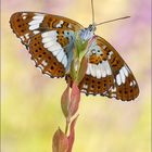 Kleiner Eisvogel (Limenitis camilla)