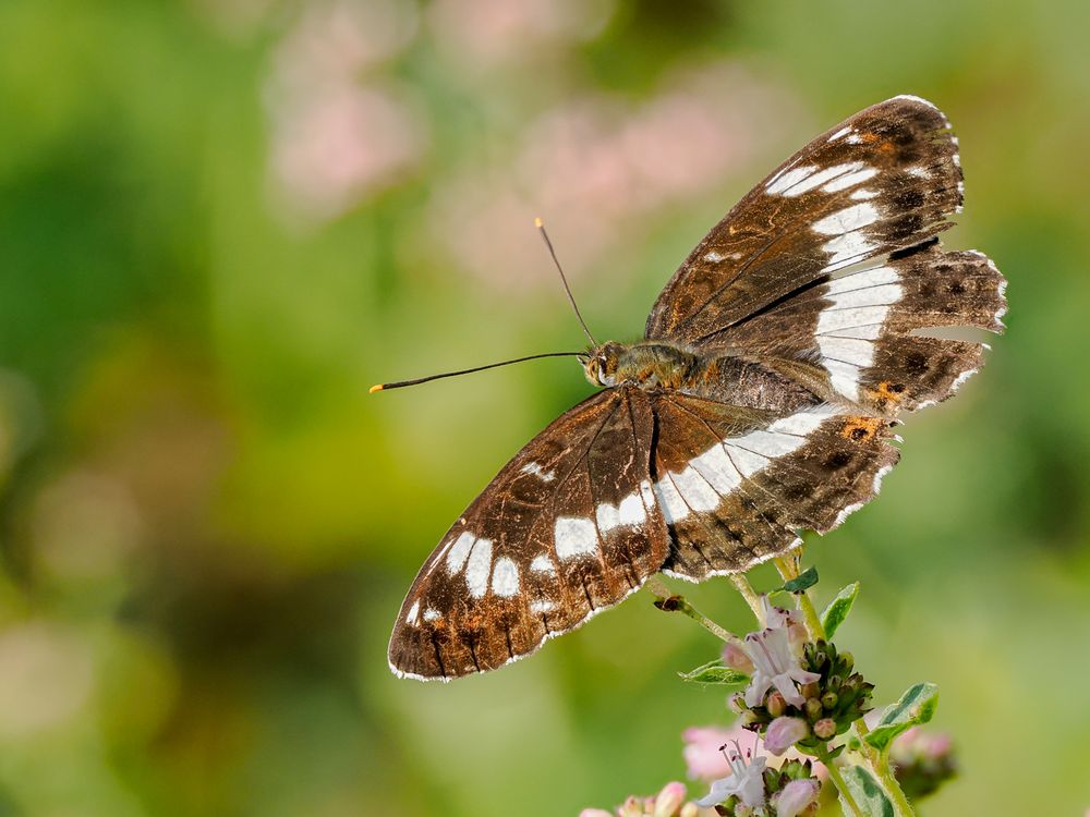 Kleiner Eisvogel ( Limenitis camilla )