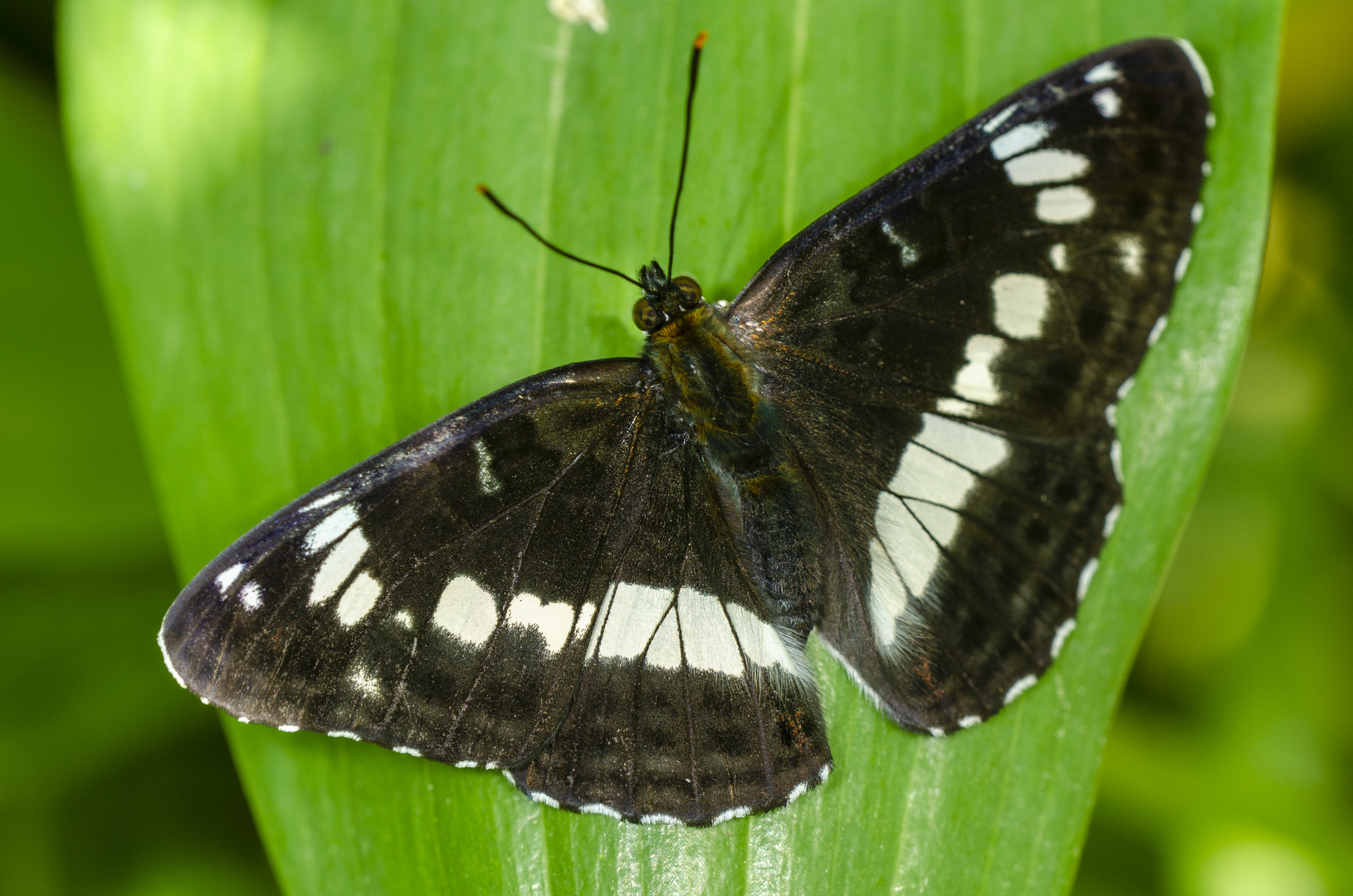 Kleiner Eisvogel (Limenitis camilla)