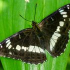 Kleiner Eisvogel (Limenitis camilla)