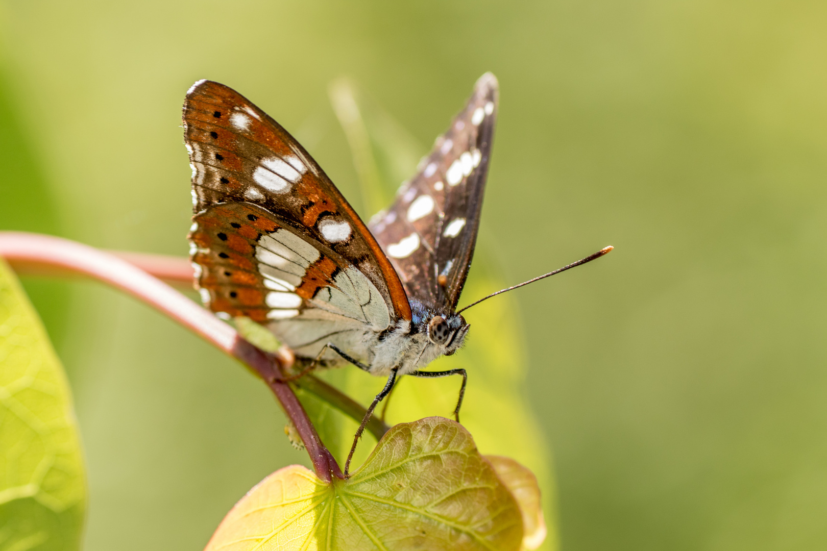 Kleiner Eisvogel (Limenitis camilla)