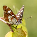 Kleiner Eisvogel (Limenitis camilla)