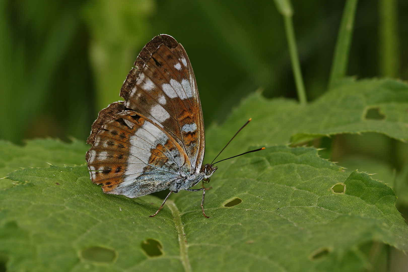 Kleiner Eisvogel (Limenitis camilla), Flügelunterseite