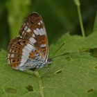 Kleiner Eisvogel (Limenitis camilla), Flügelunterseite