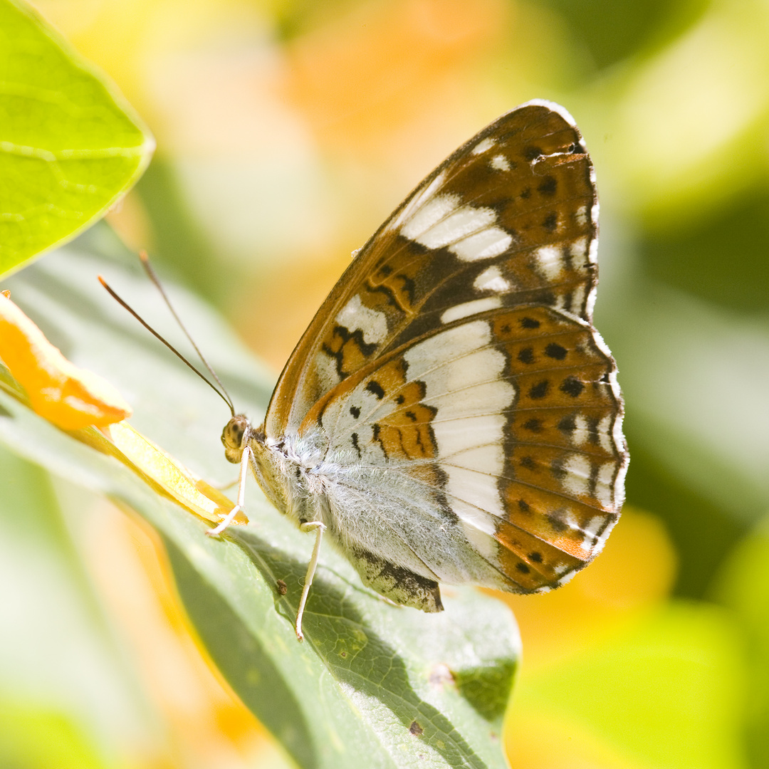 Kleiner Eisvogel (Limenitis camilla) - Limenitis camilla