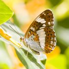 Kleiner Eisvogel (Limenitis camilla) - Limenitis camilla