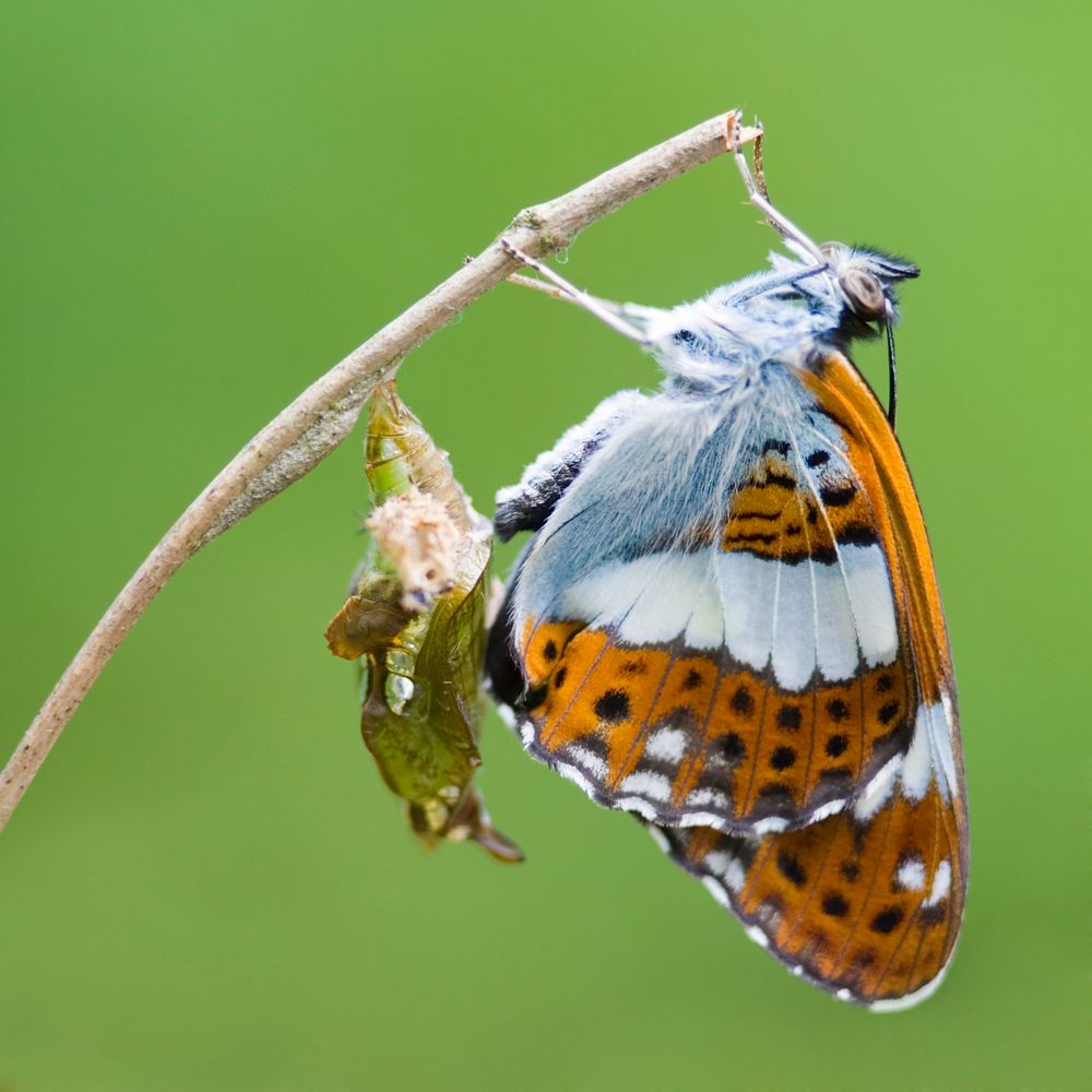 Kleiner Eisvogel (Limenitis camilla) mit Larve - White Admiral (Limenitis camilla) with larva