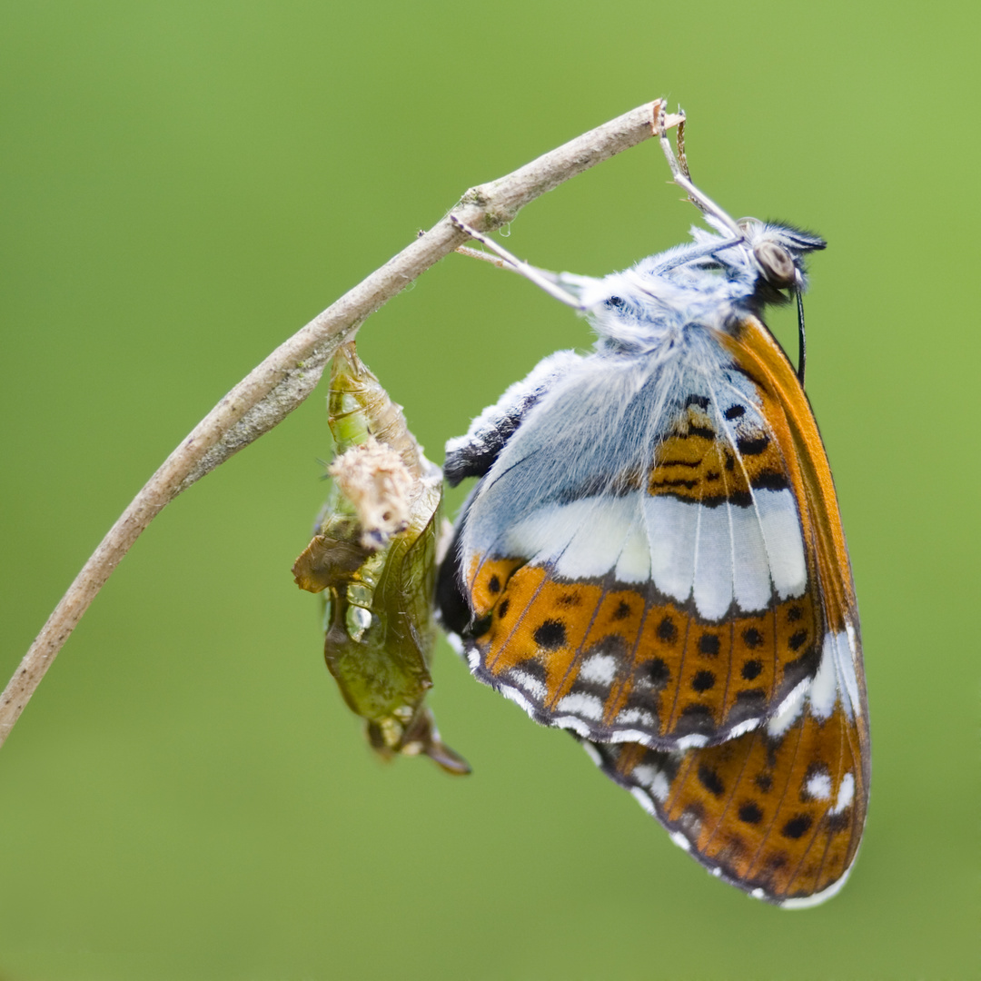 Kleiner Eisvogel (Limenitis camilla) mit Larve - White Admiral (Limenitis camilla) with larva