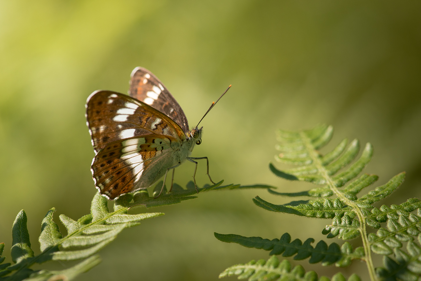 kleiner Eisvogel (Limenitis camilla, Syn. Ladoga camilla)