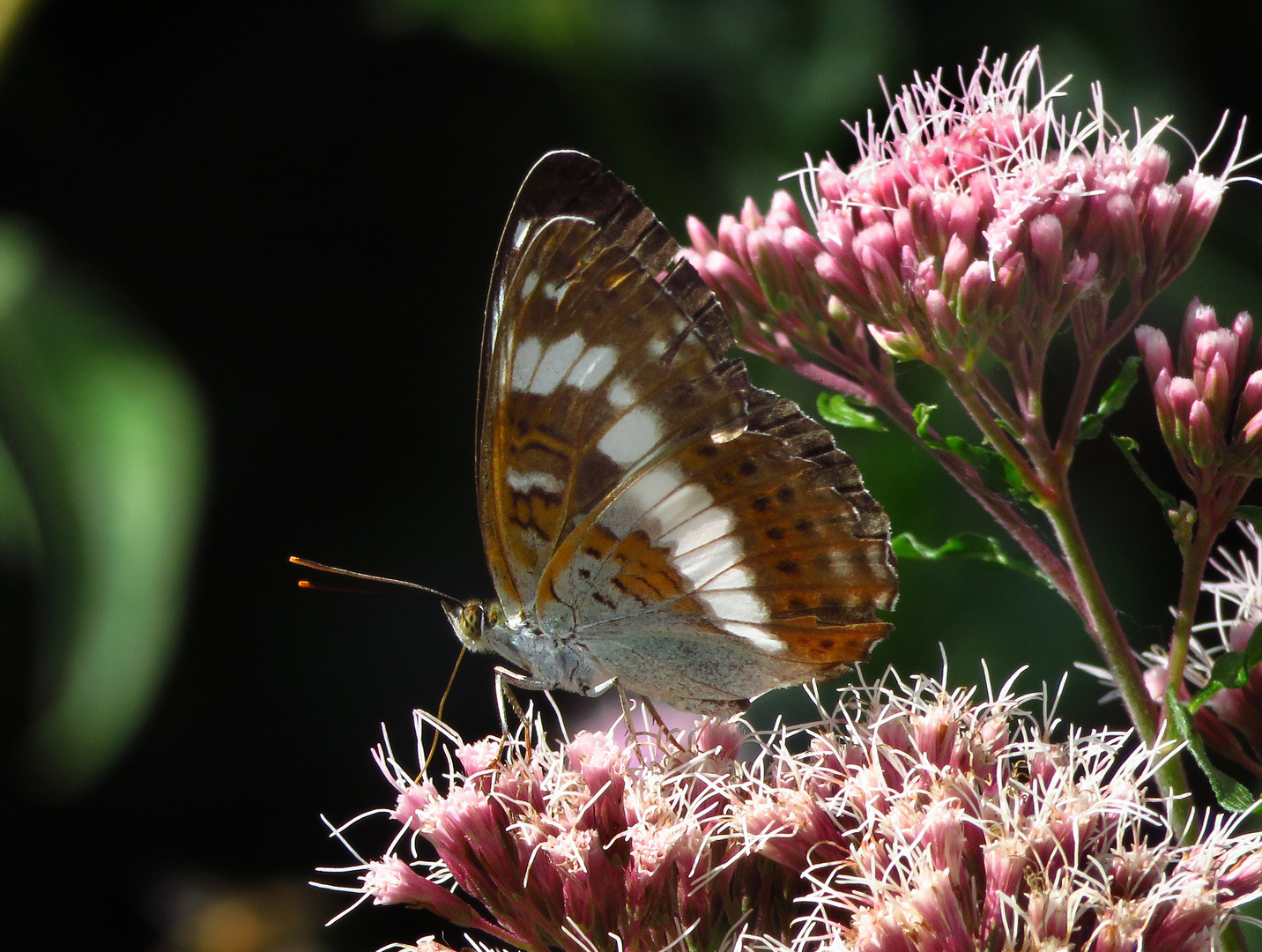 Kleiner Eisvogel, Limenitis camilla, w., Möhnesee Südufer