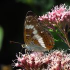 Kleiner Eisvogel, Limenitis camilla, w., Möhnesee Südufer