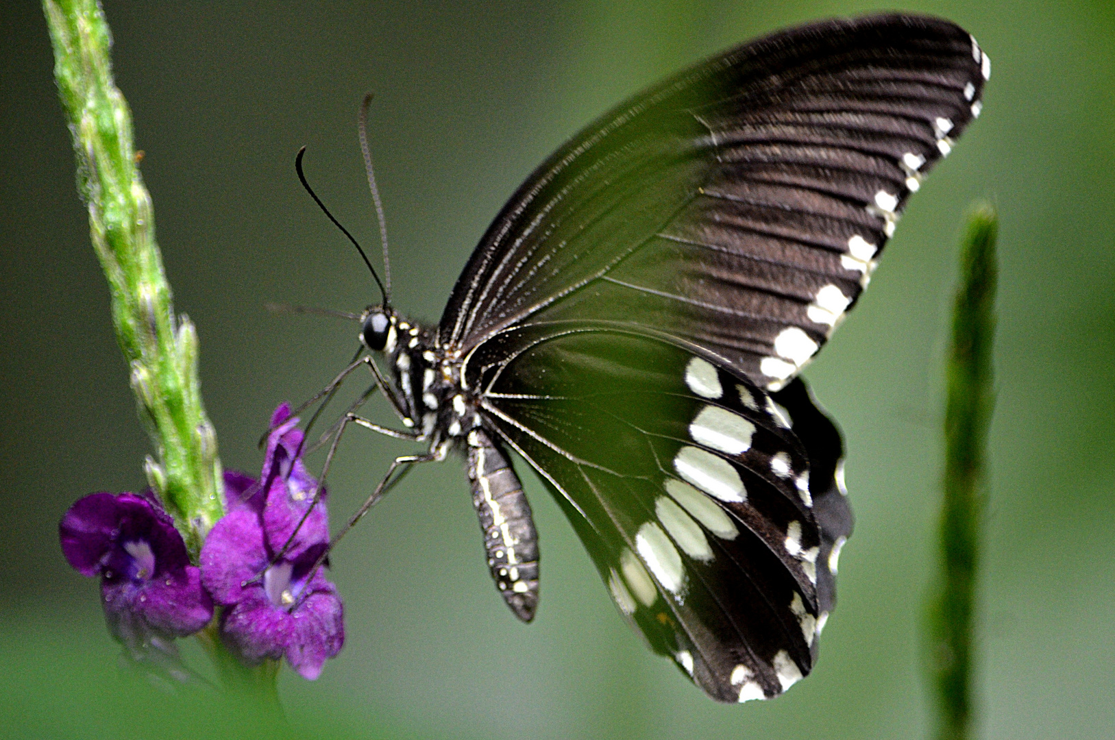 Kleiner Eisvogel (Liminitis camila)