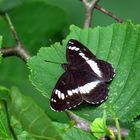 Kleiner Eisvogel, m., White Admiral, Limenitis camilla