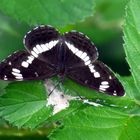 Kleiner Eisvogel, White Admiral, Limenitis camilla