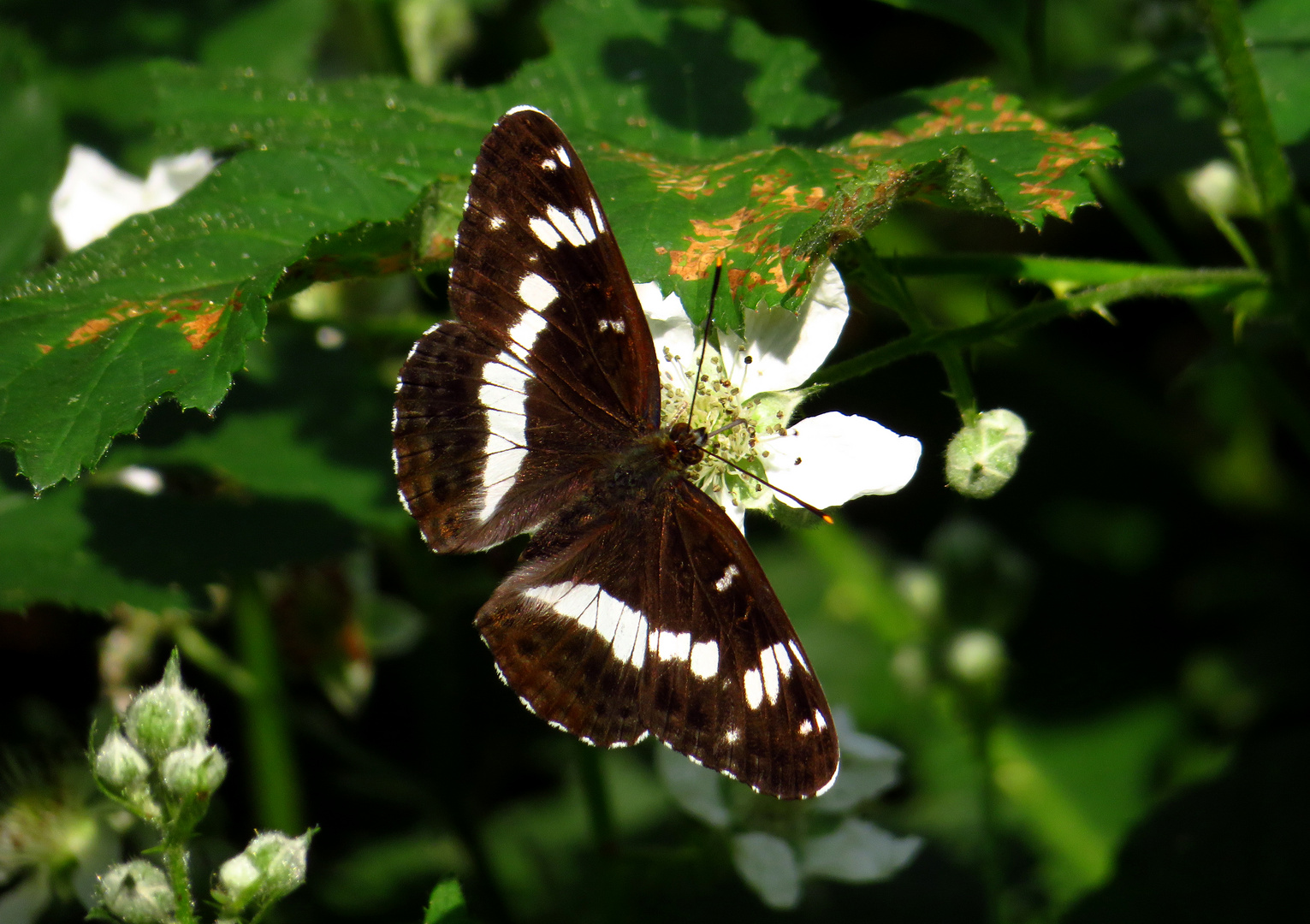 Kleiner Eisvogel, White Admiral, Limenitis camilla