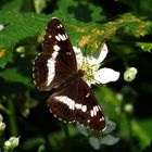 Kleiner Eisvogel, White Admiral, Limenitis camilla