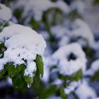 Kleiner Eiszapfen