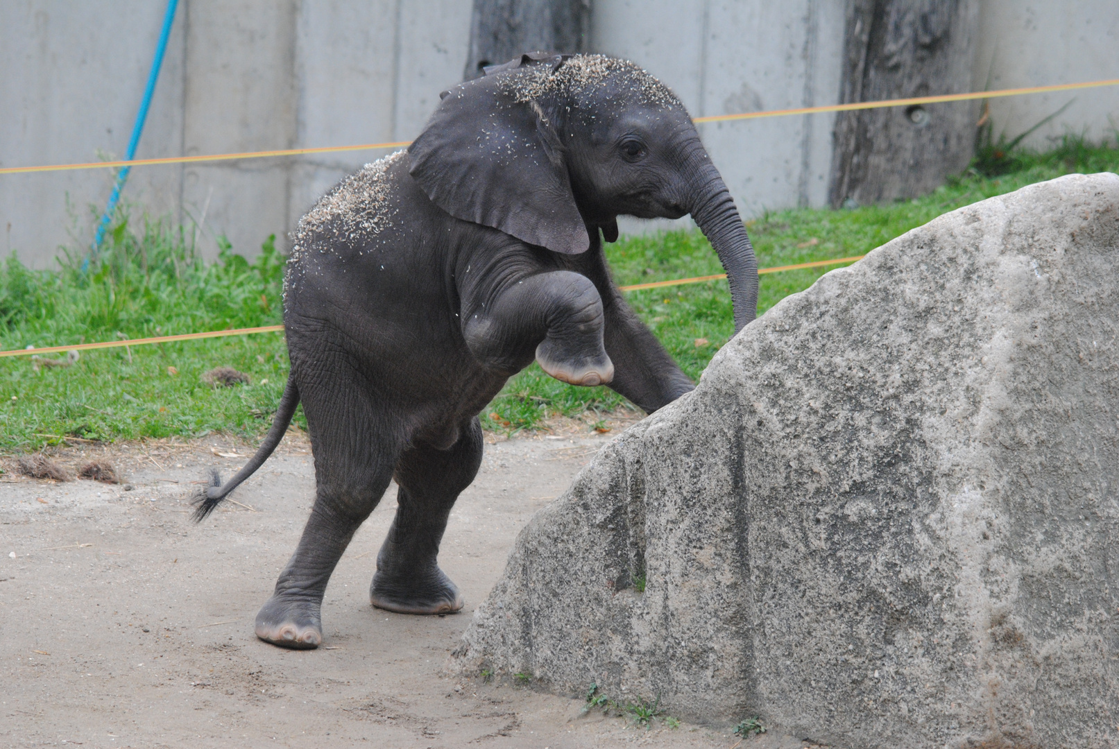 Kleiner Elefant