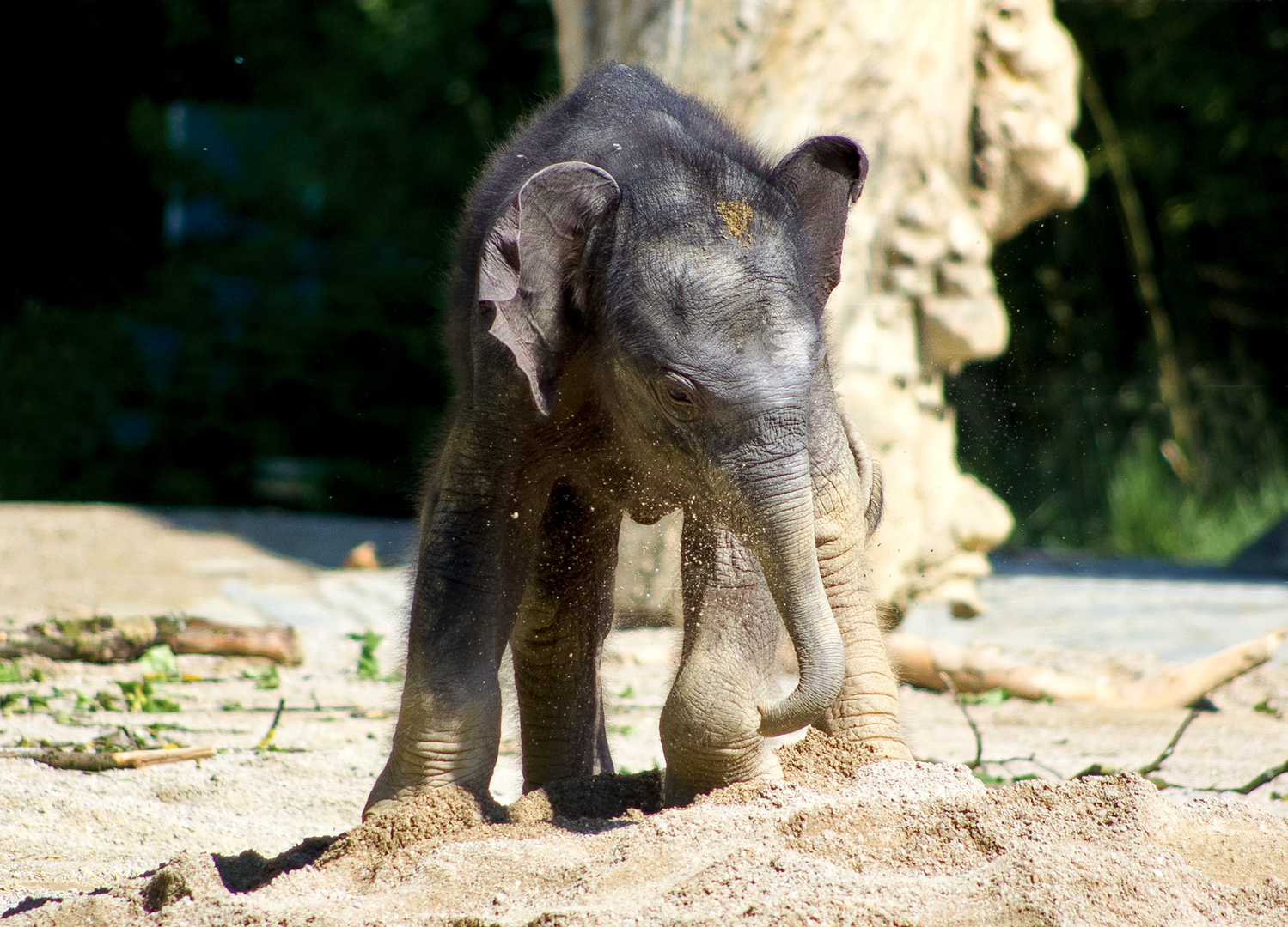 Kleiner Elefant