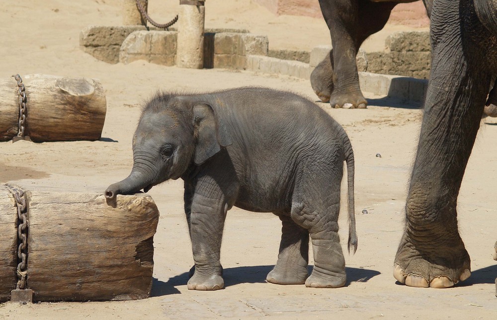 kleiner Elefant