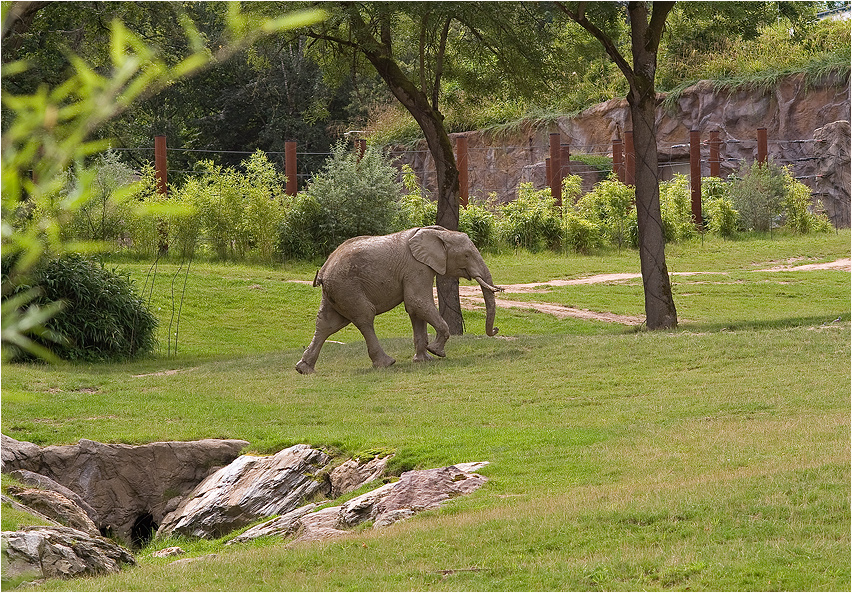 Kleiner Elefant