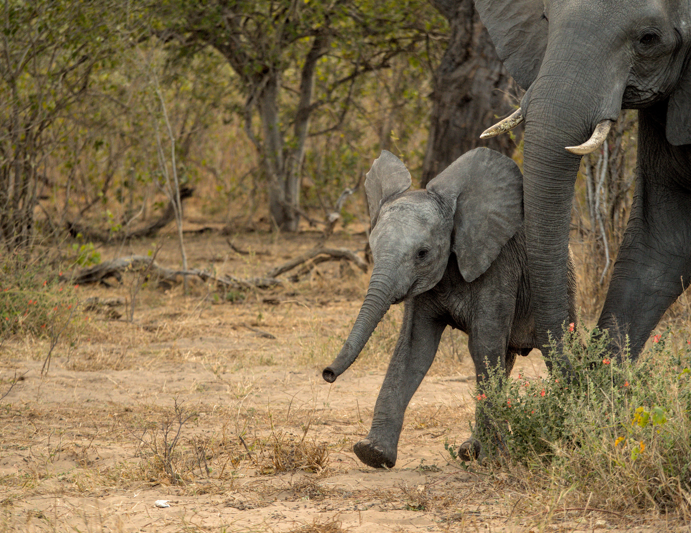 Kleiner Elefant 