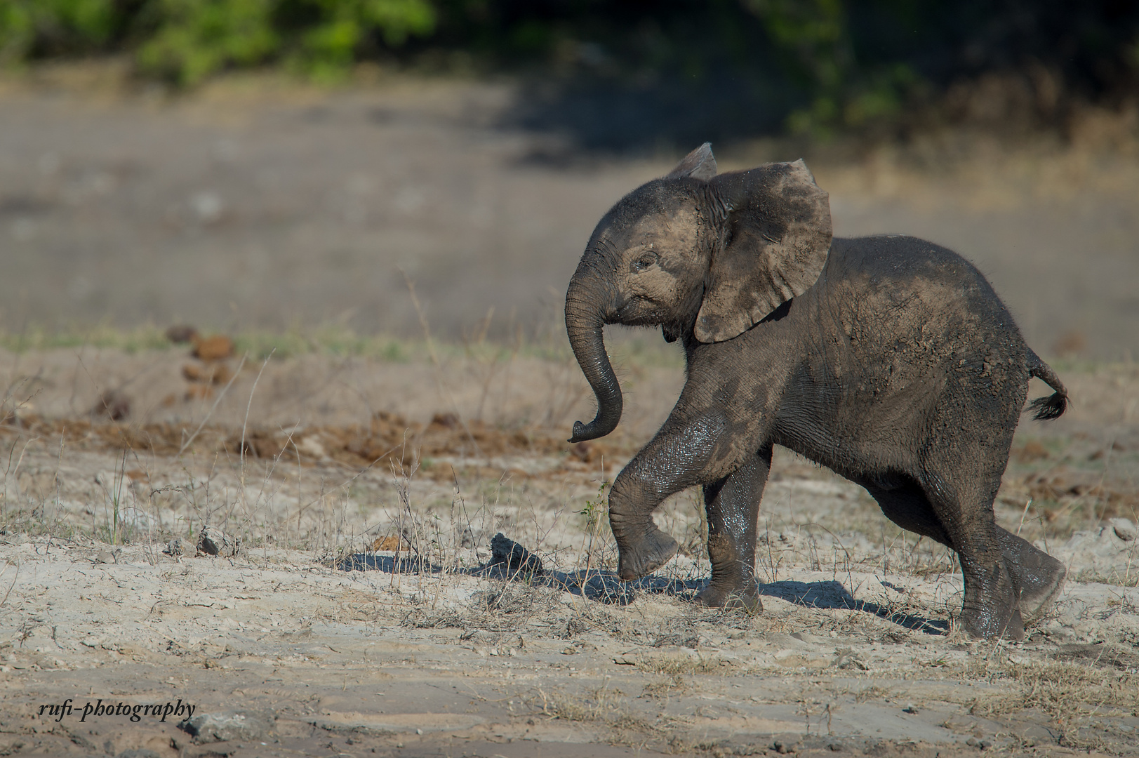 kleiner Elefant an der Chobe River Front in Botswana