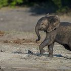 kleiner Elefant an der Chobe River Front in Botswana